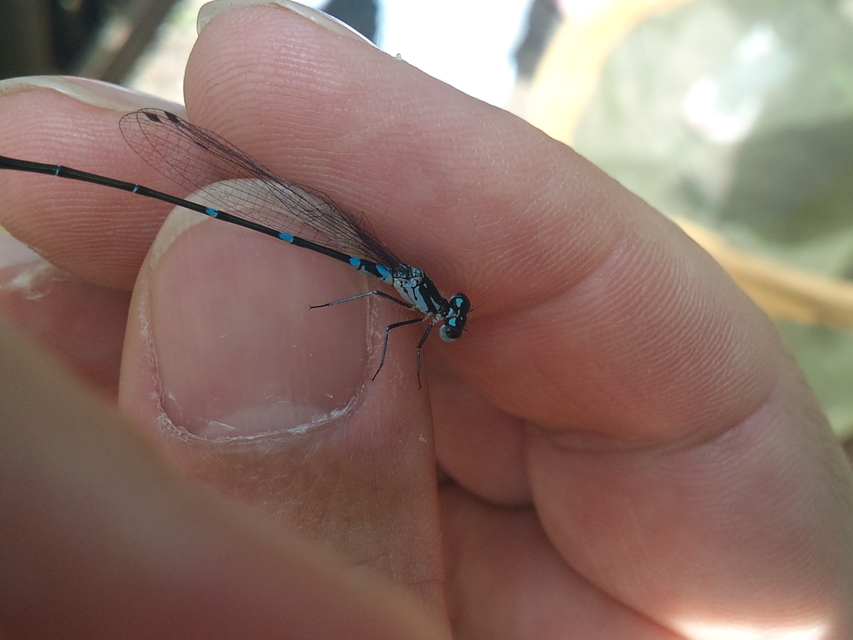 Coenagrion pulchellum - karcsú légivadász