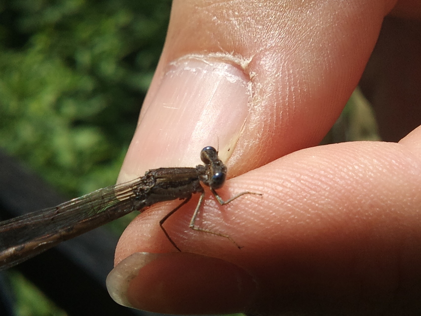 Sympecma fusca - téli rablószitakötő