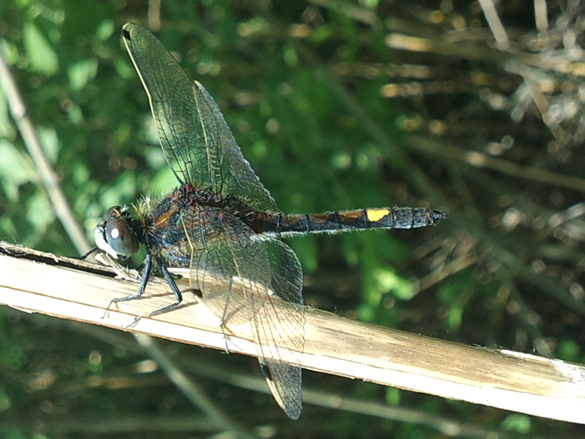 Leucorrhinia pectoralis - lápi álarcos-szitakötő