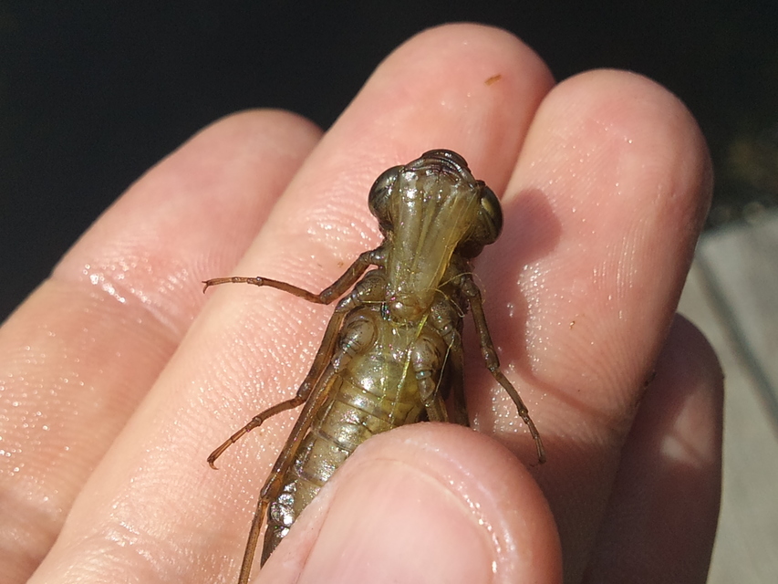 Anax imperator - zöld óriásacsa