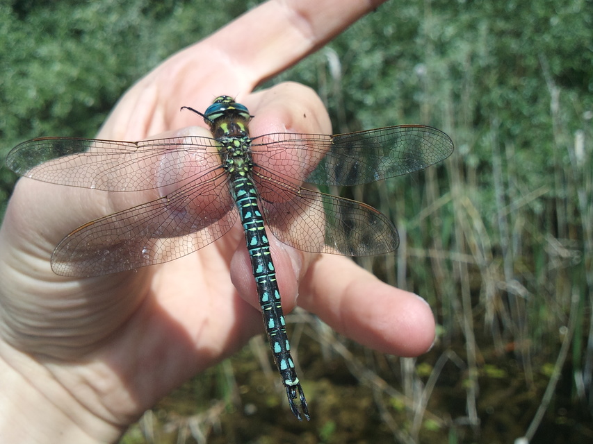 Brachytron pratense - szőrös karcsúacsa