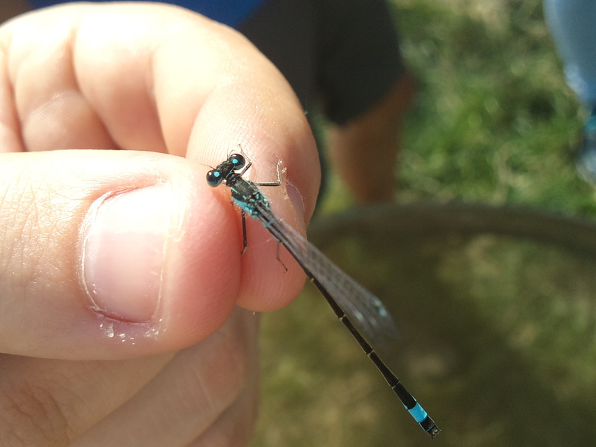 Ischnura elegans