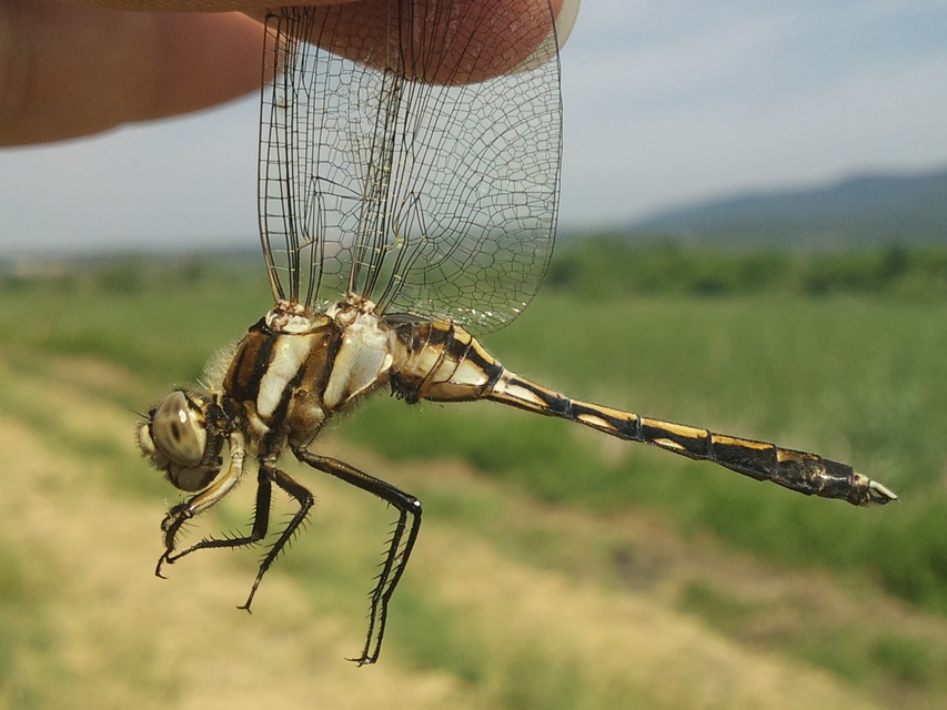 Orthetrum albistylum - fehérfarkú pásztorszitakötő