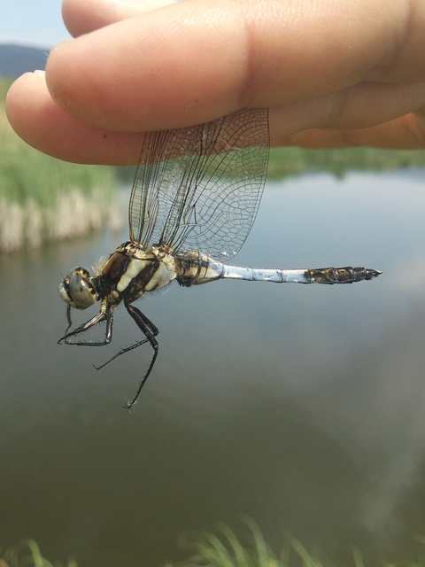Orthetrum albistylum - fehérfarkú pásztorszitakötő