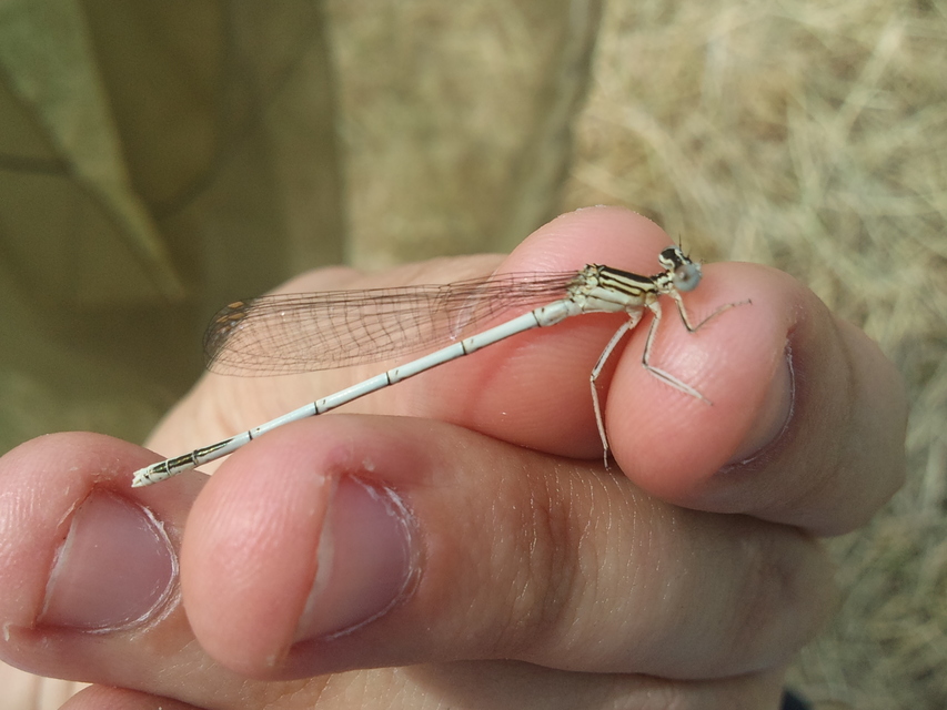 Platycnemis pennipes - széleslábú szitakötő