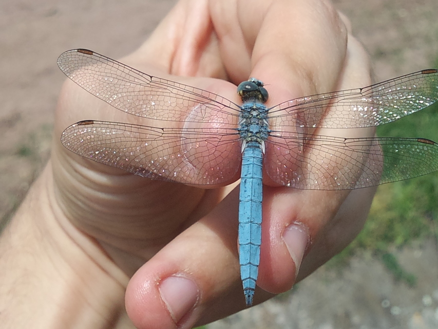 Orthetrum brunneum - pataki pásztorszitakötő