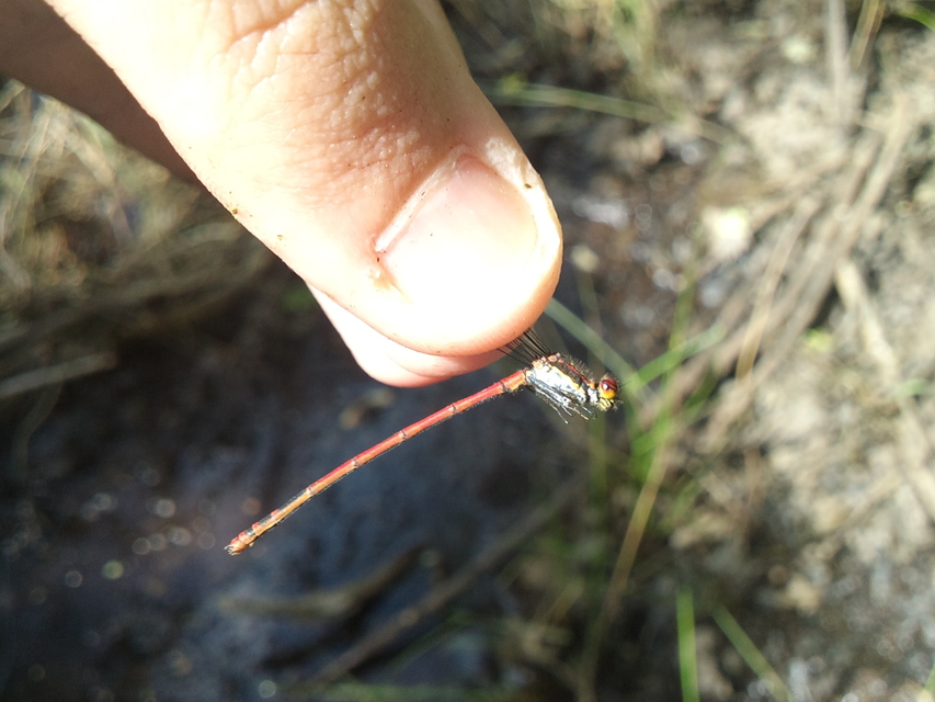 Pyrrhosoma nymphula