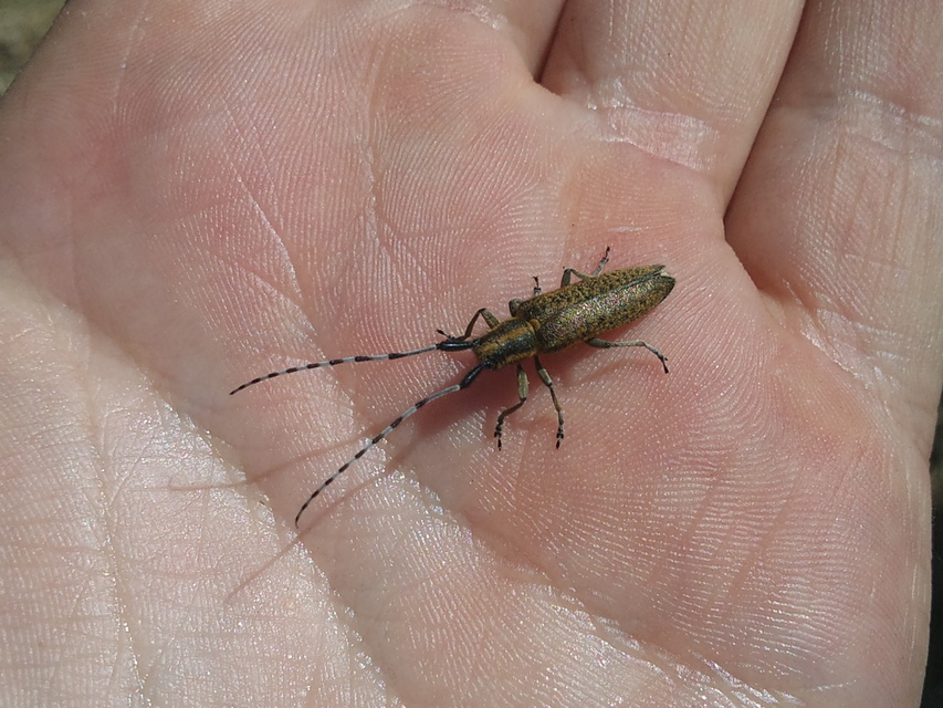 Agapanthia villosoviridescens - fehérgyűrűs bogáncscincér