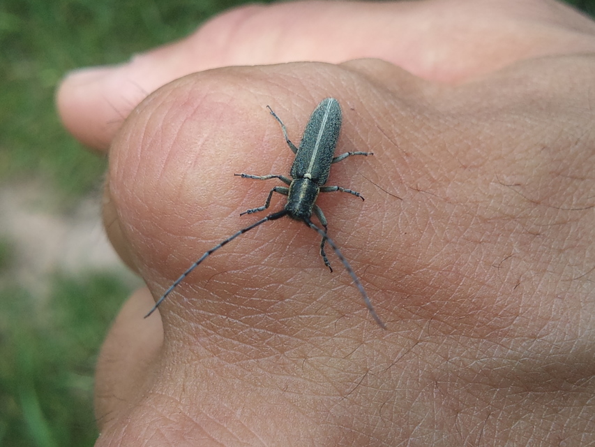 Agapanthia cardui - sávos bogáncscincér