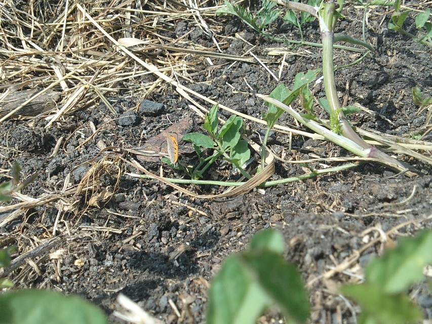 Lycaena phlaeas - közönséges tűzlepke