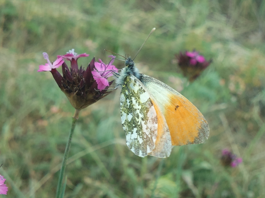 Anthocharis cardamines - hajnalpírlepke