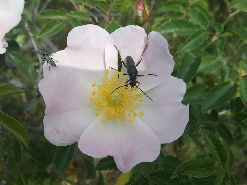 Cortodera femorata - fenyves-cserjecincér