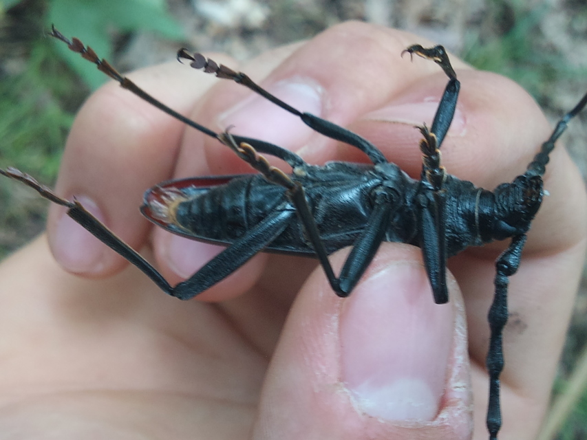 Cerambyx cerdo - nagy hőscincér