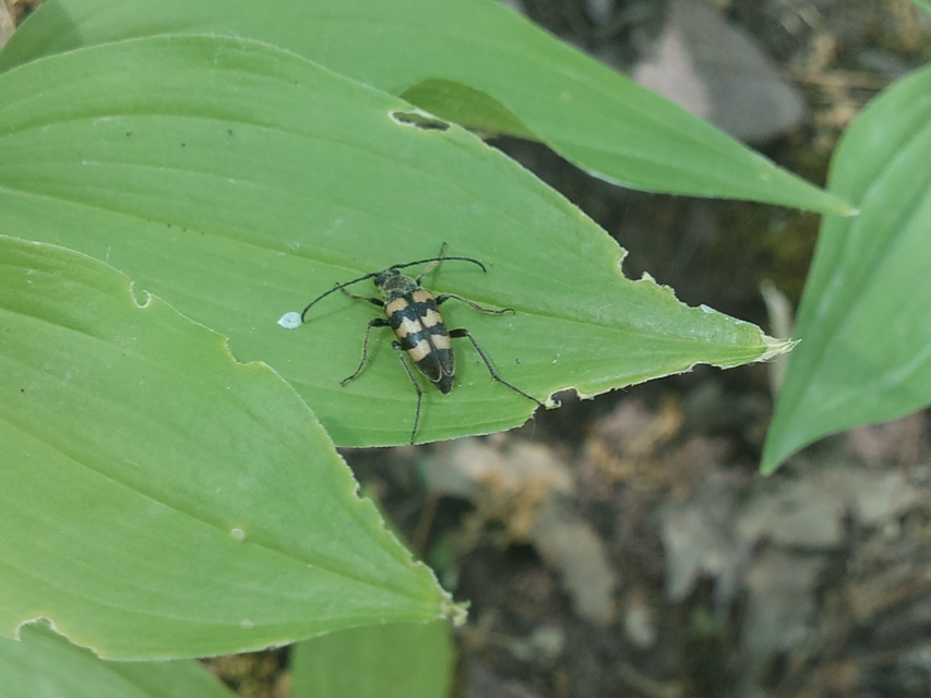 Pachytodes erraticus - rajzos virágcincér
