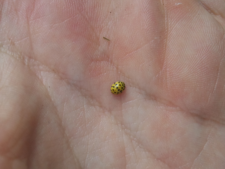 Psyllobora vigintiduopunctata - huszonkétpettyes katica