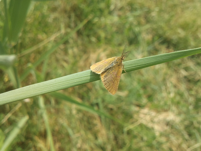 Lythria
