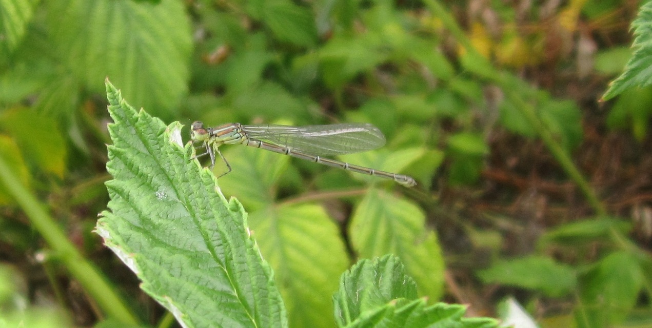 Erythromma viridulum - kis pirosszemű-légivadász
