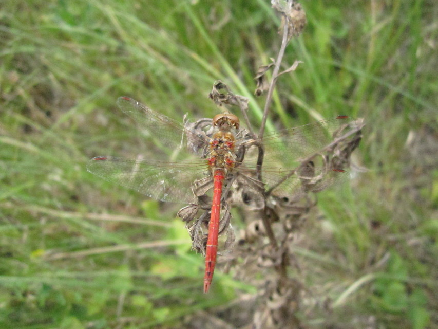 Sympetrum vulgatum - barkós katona-szitakötő