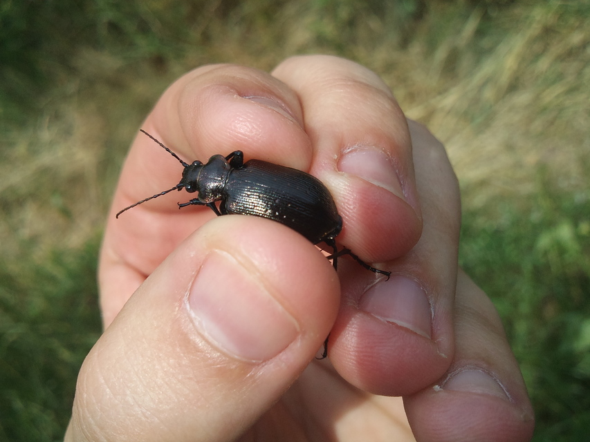 Calosoma inquisitor - kis bábrabló