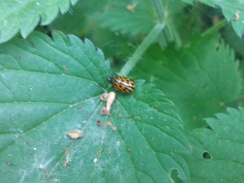 Chrysomela vigintipunctata - húszfoltos fűzlevelész