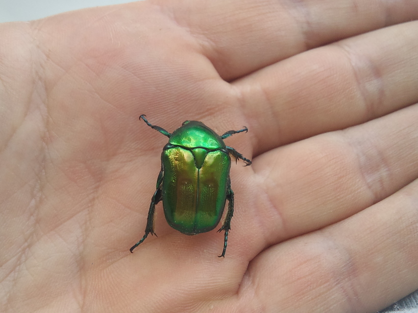 Protaetia affinis - smaragdzöld virágbogár