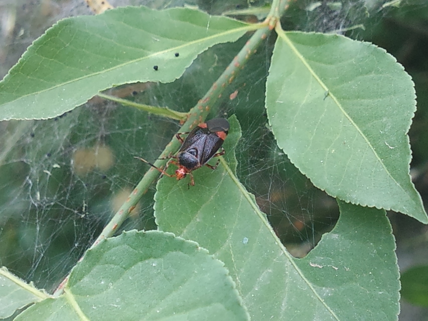 Deraeocoris ruber - vöröses mezeipoloska