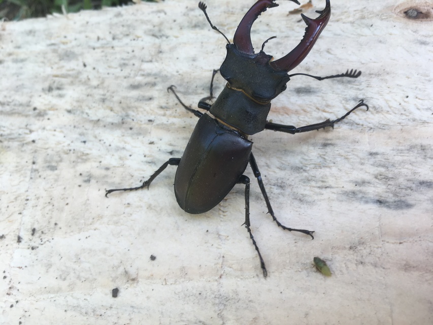 Lucanus cervus - nagy szarvasbogár