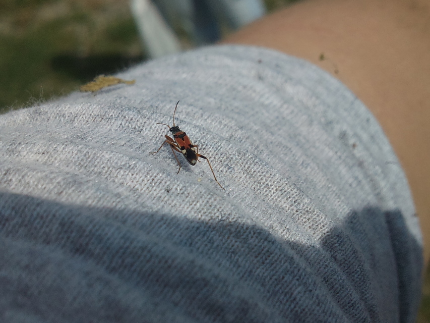 Beosus quadripunctatus - pettyes homokibodobács