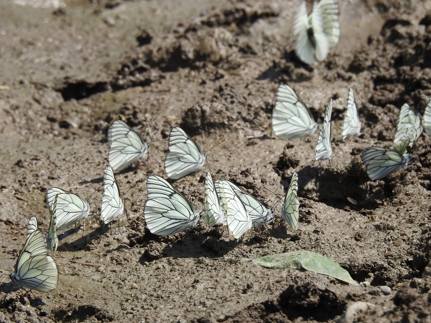 Aporia crataegi - galagonyalepke