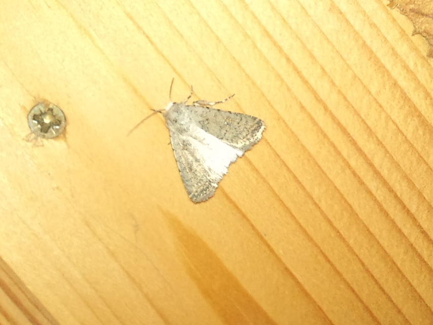 Paradrina clavipalpis - közönséges selymesbagoly