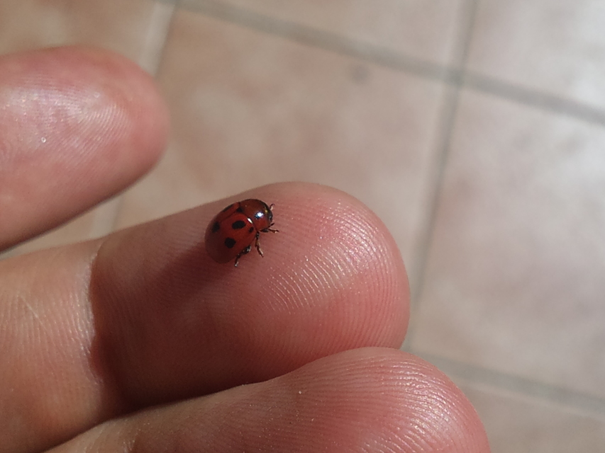 Gonioctena fornicata - közönséges lucernabogár