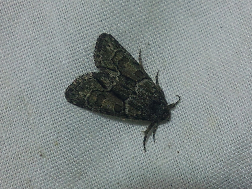 Cryphia fraudatricula - homoki zuzmóbagoly