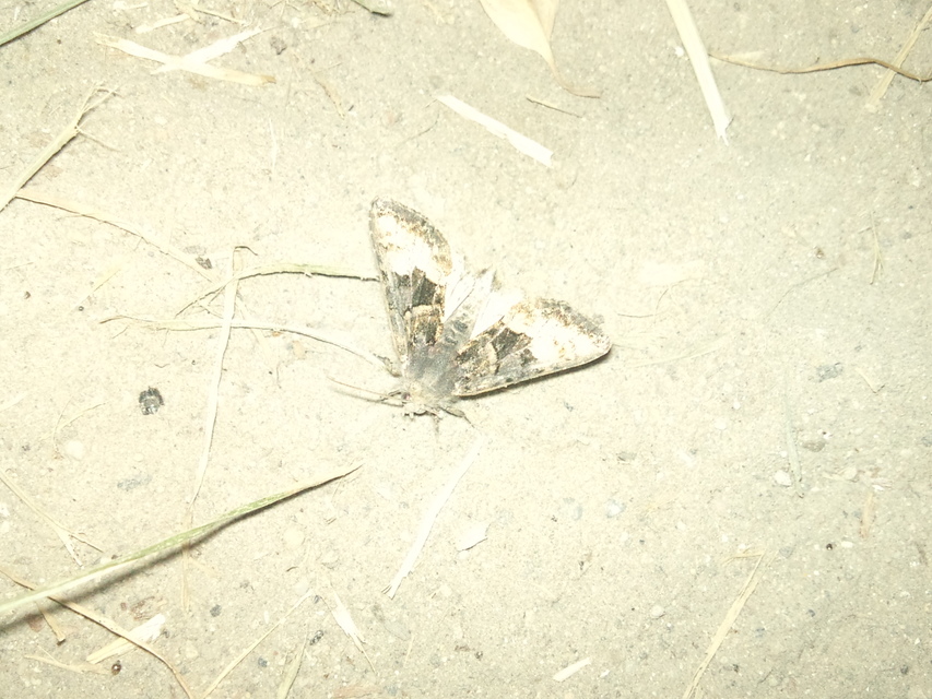 Euplexia lucipara - szeder-csipkésbagoly