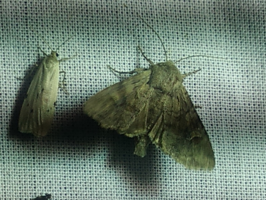 Pelosia muscerda - hamvas zuzmószövő