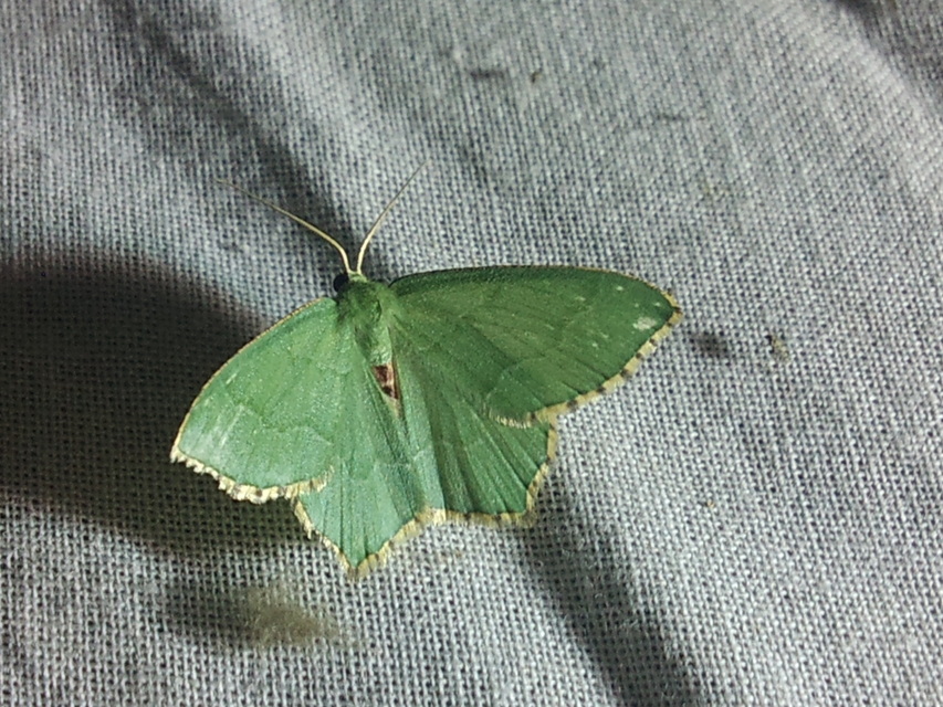 Hemithea aestivaria - nyír-zöldaraszoló