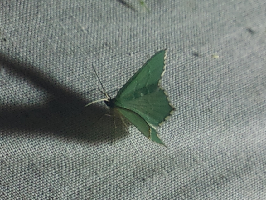 Hemithea aestivaria - nyír-zöldaraszoló