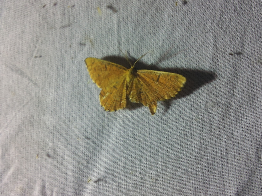 Angerona prunaria - sárga kökényaraszoló