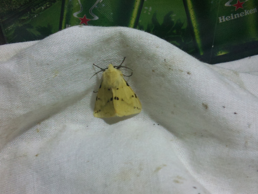 Spilarctia lutea - sárgás medvelepke