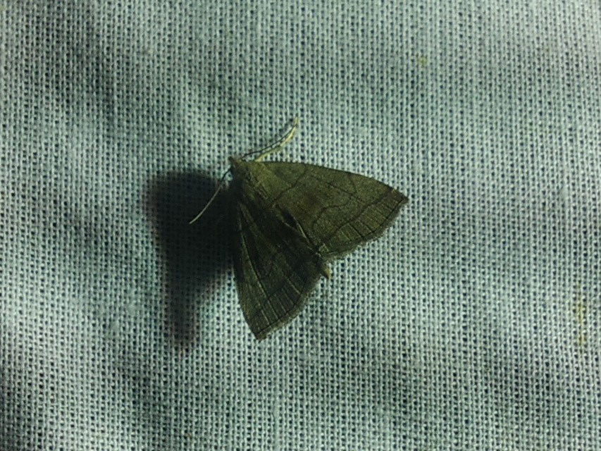 Herminia tarsicrinalis - szőröslábú karcsúbagoly