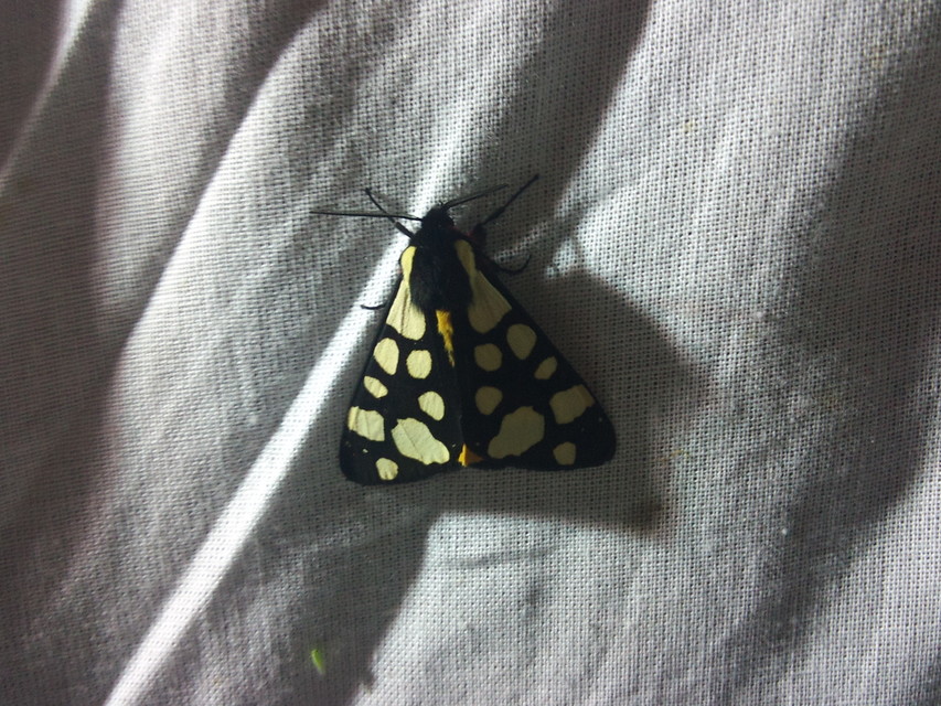 Arctia villica - fekete medvelepke