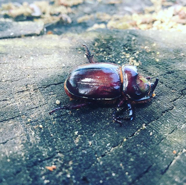 Oryctes nasicornis - orrszarvú bogár