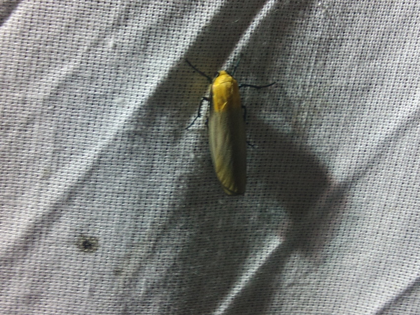 Lithosia quadra - négypettyes zuzmószövő