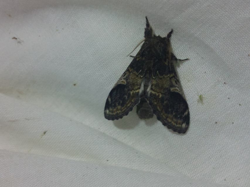 Notodonta tritophus - tarajos púposszövő