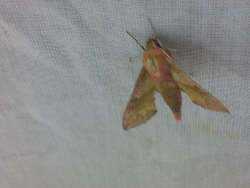 Deilephila porcellus - piros szender