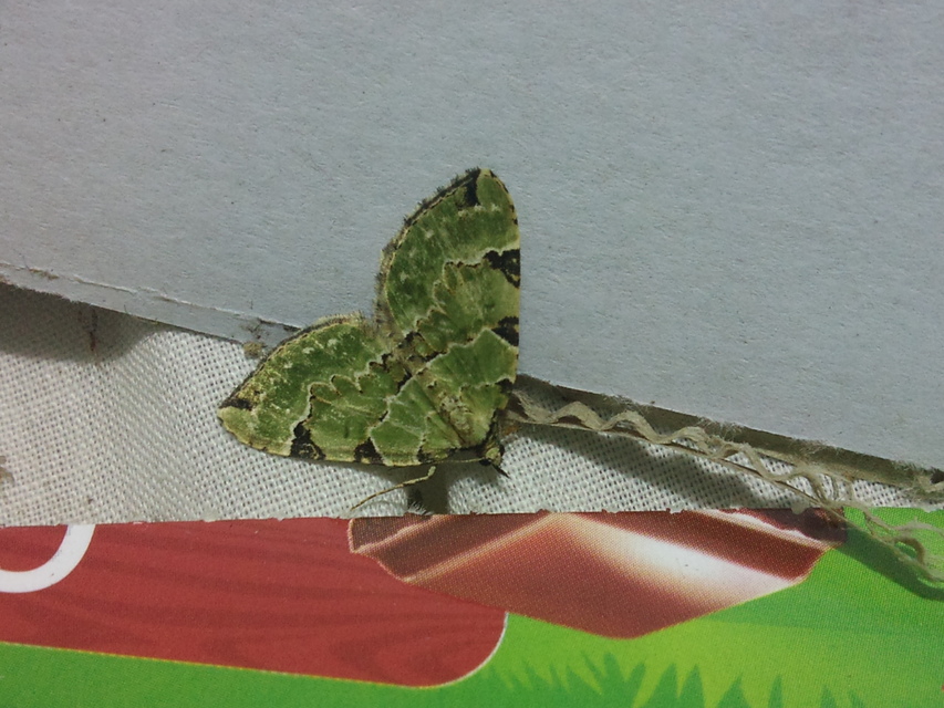 Colostygia pectinataria - zöld levélaraszoló