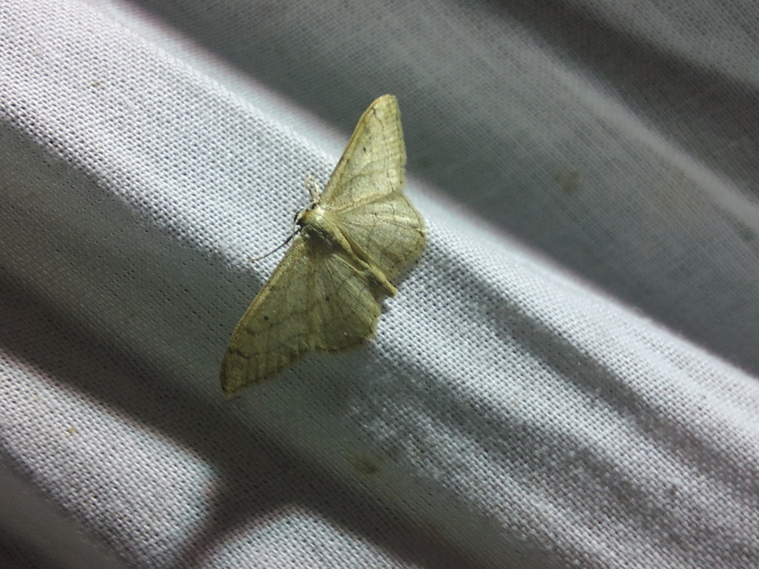 Idaea aversata - nagy sávosaraszoló