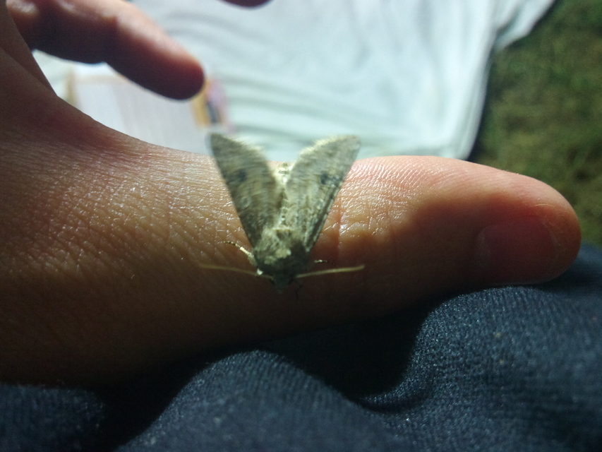 Hadula trifolii - lóherebagoly