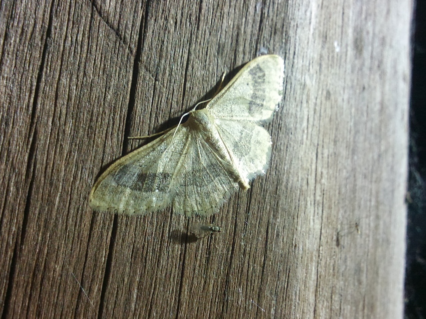 Idaea aversata - nagy sávosaraszoló