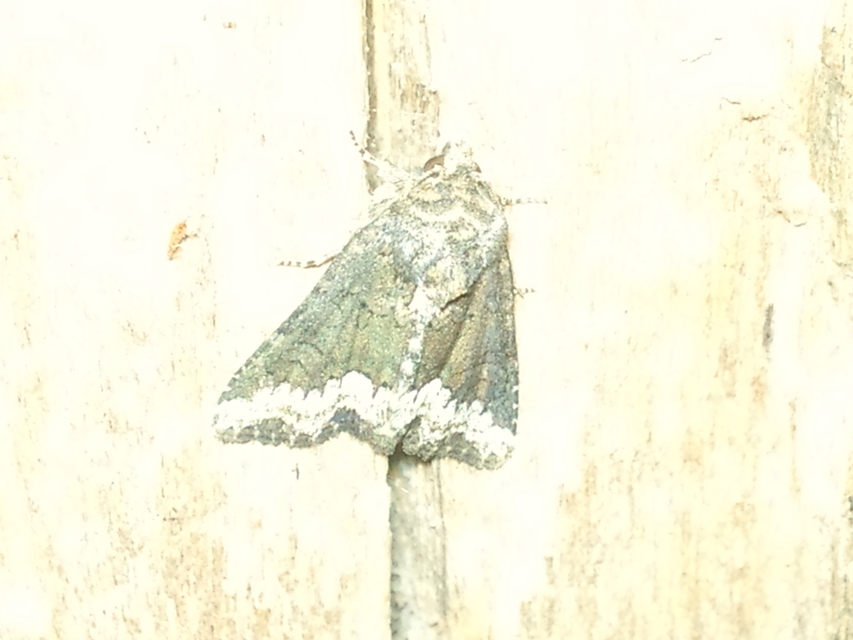 Oligia strigilis - kormos dudvabagoly