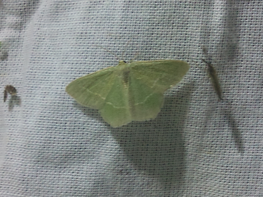 Chlorissa viridata/cloraria